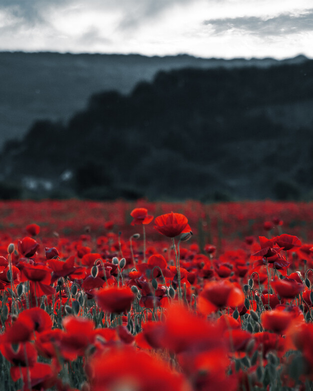 A field of poppies  