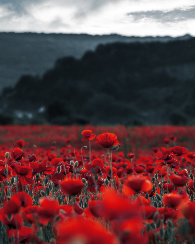 A field of poppies  